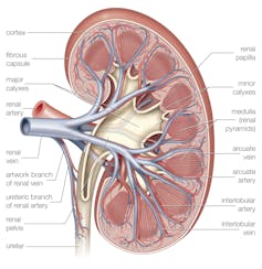 A human kidney is shown cut in half to show the main blood vessels.