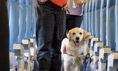 BARK Air, Luxury Dog Airline, Westchester County